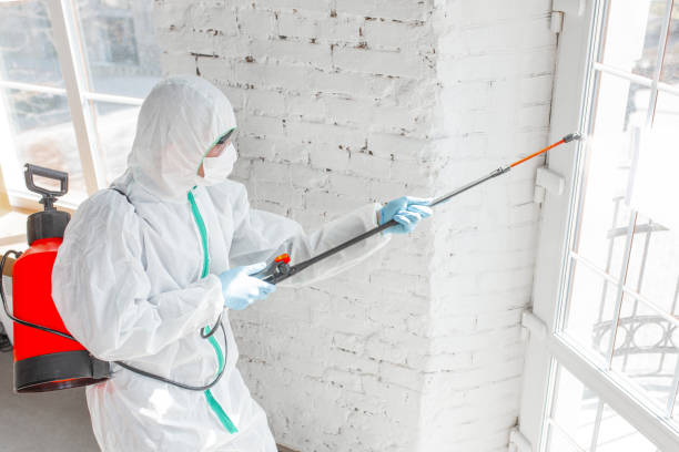 Best Mold Odor Removal Services  in Lakeside, MT